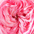 Pink - Bed and borders rose - floribunda - Mariatheresia®